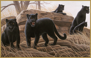 black leopards